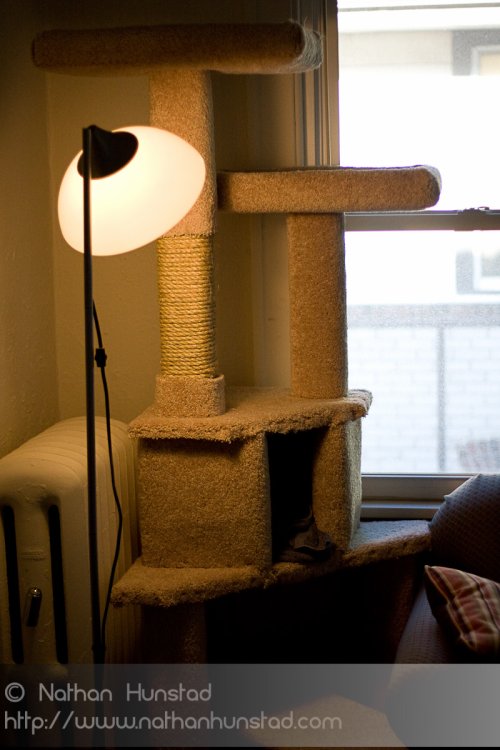 CatTree_2008-08-06_IMG_1016